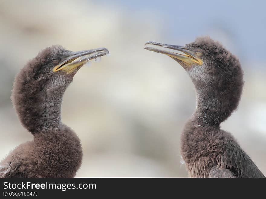 Juvenile Shags (Phalacrocorax aristotelis)