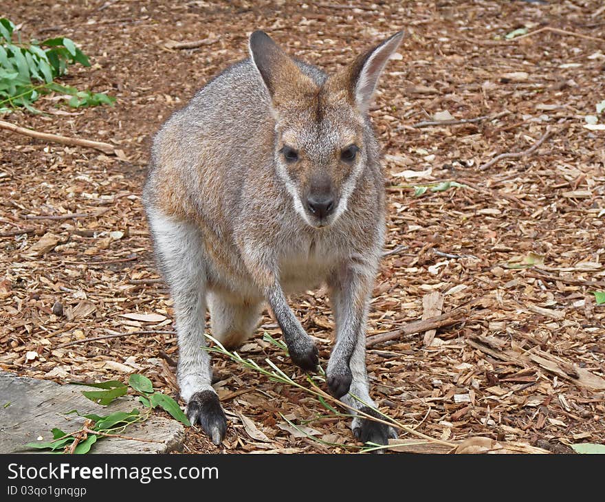 Kangaroo In Sydney, Australia