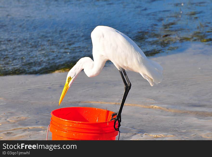 Great Egert stealing fish from a bucket. Great Egert stealing fish from a bucket