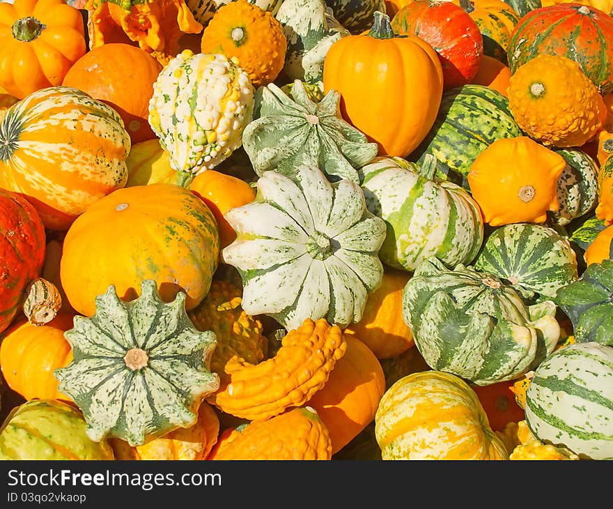 Colorful Pumpkins