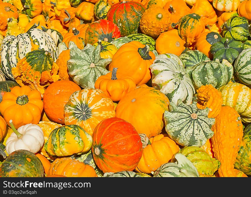 Colorful Pumpkins