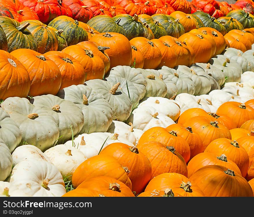 Colorful pumpkins collection on the autumn market