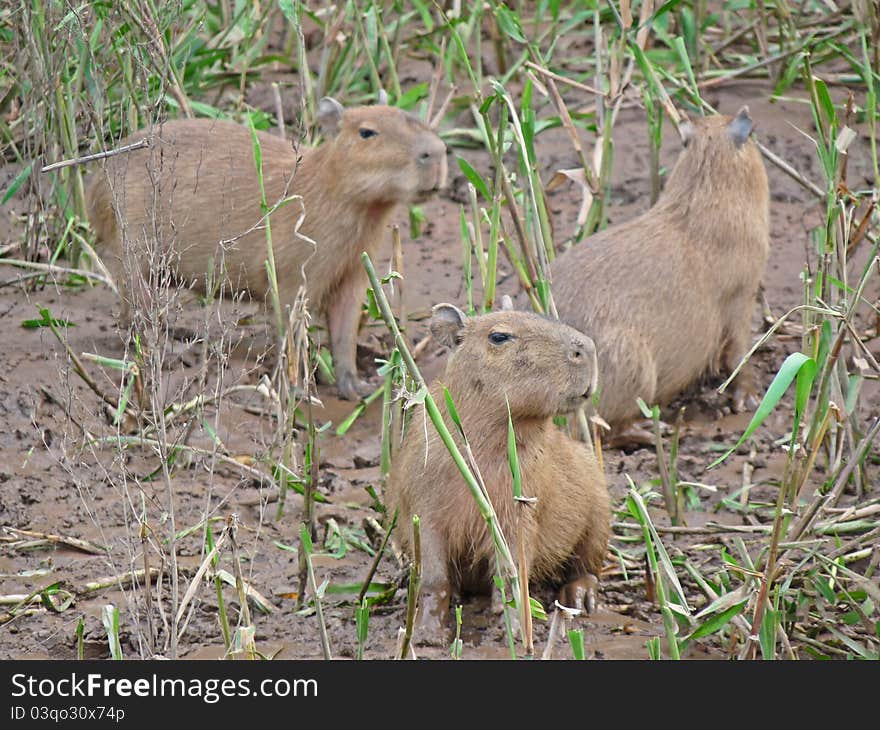 Capybara, Amazon River Peru