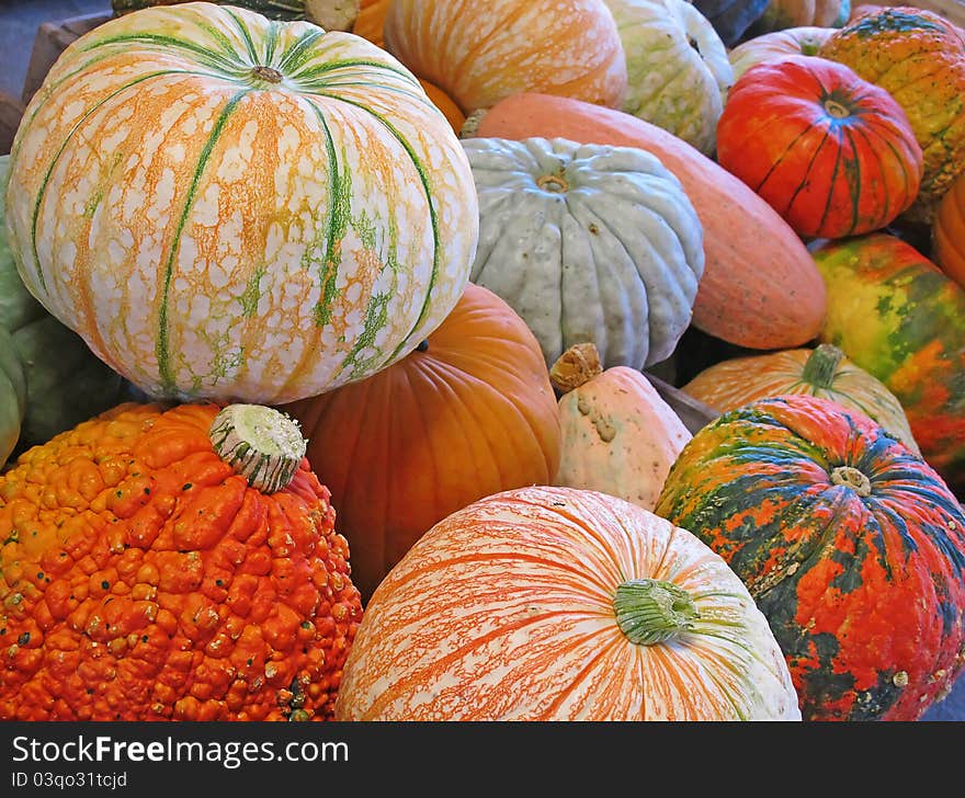 Colorful Pumpkins