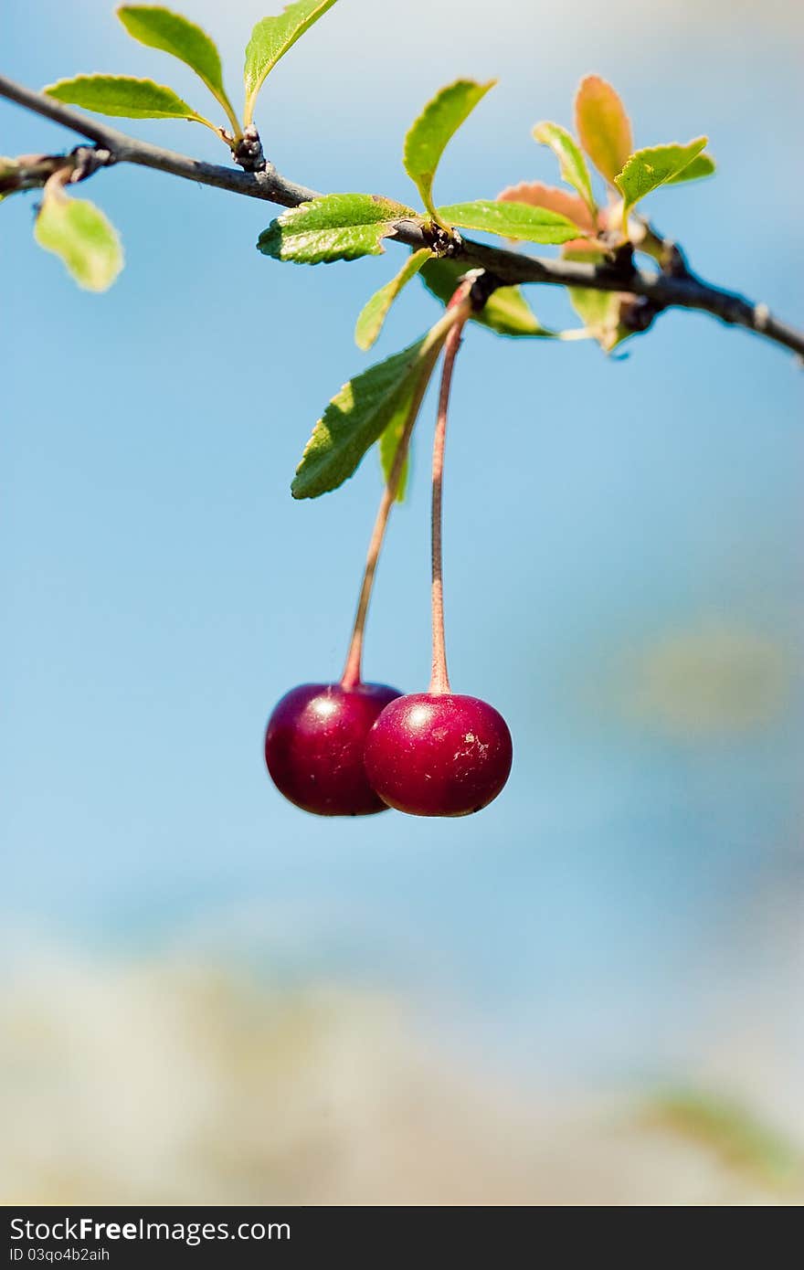 High resolution image of red cherry