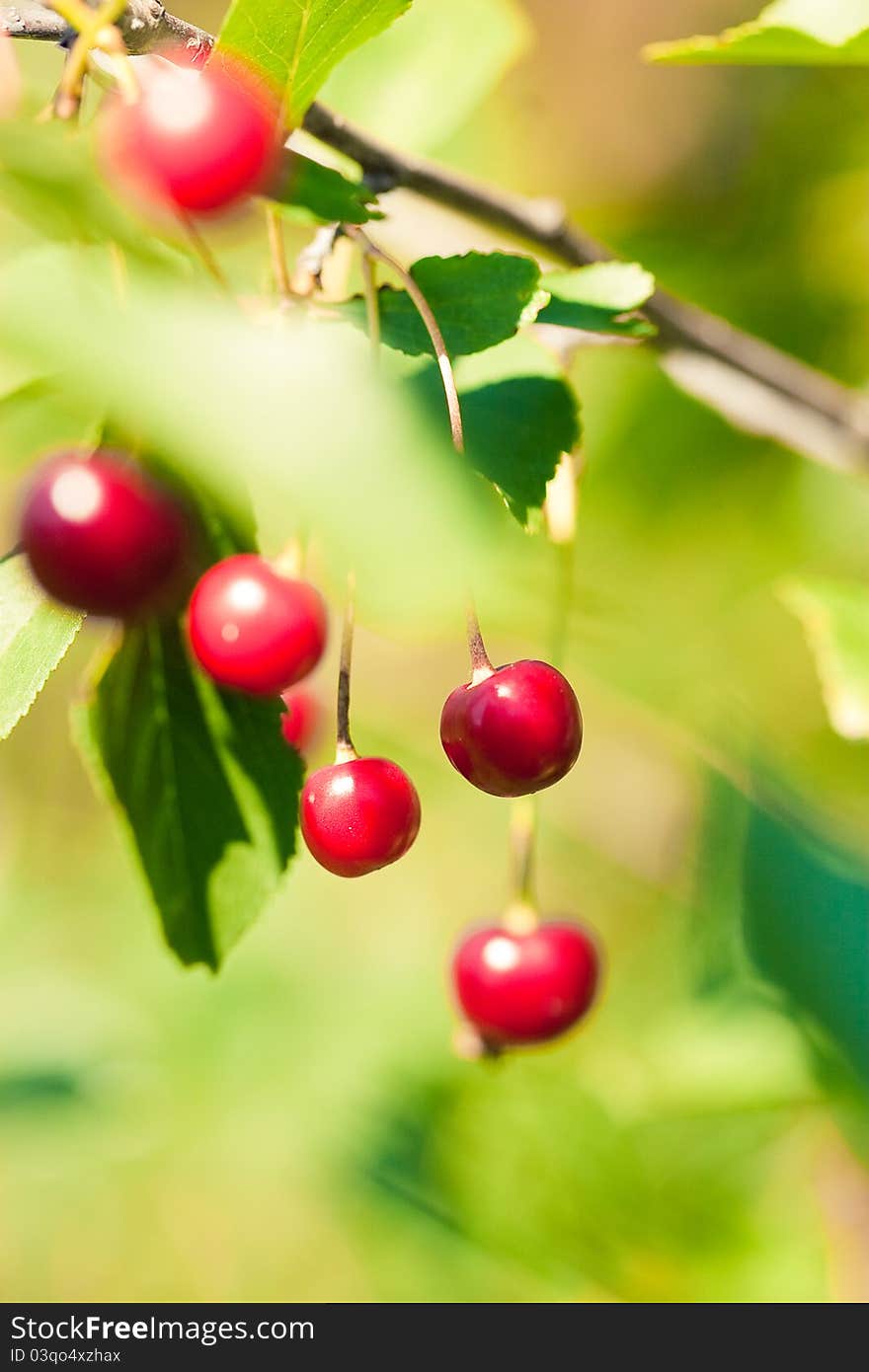 High resolution image of red cherry