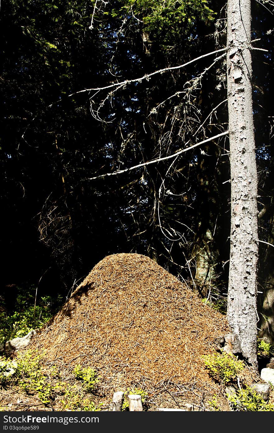 The big ant hill in wood