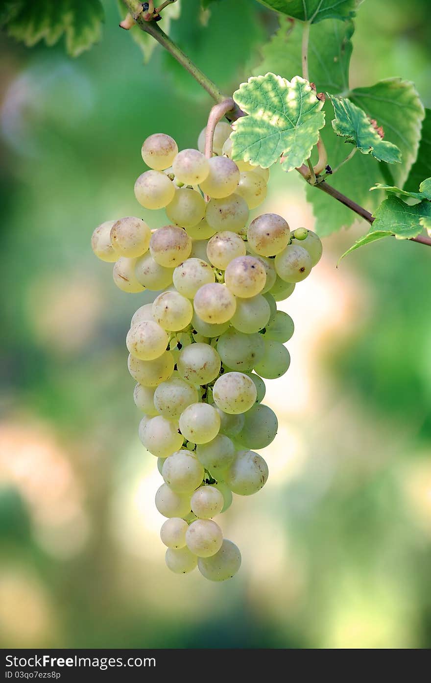 Juicy bunch of white ripe grapes. Juicy bunch of white ripe grapes