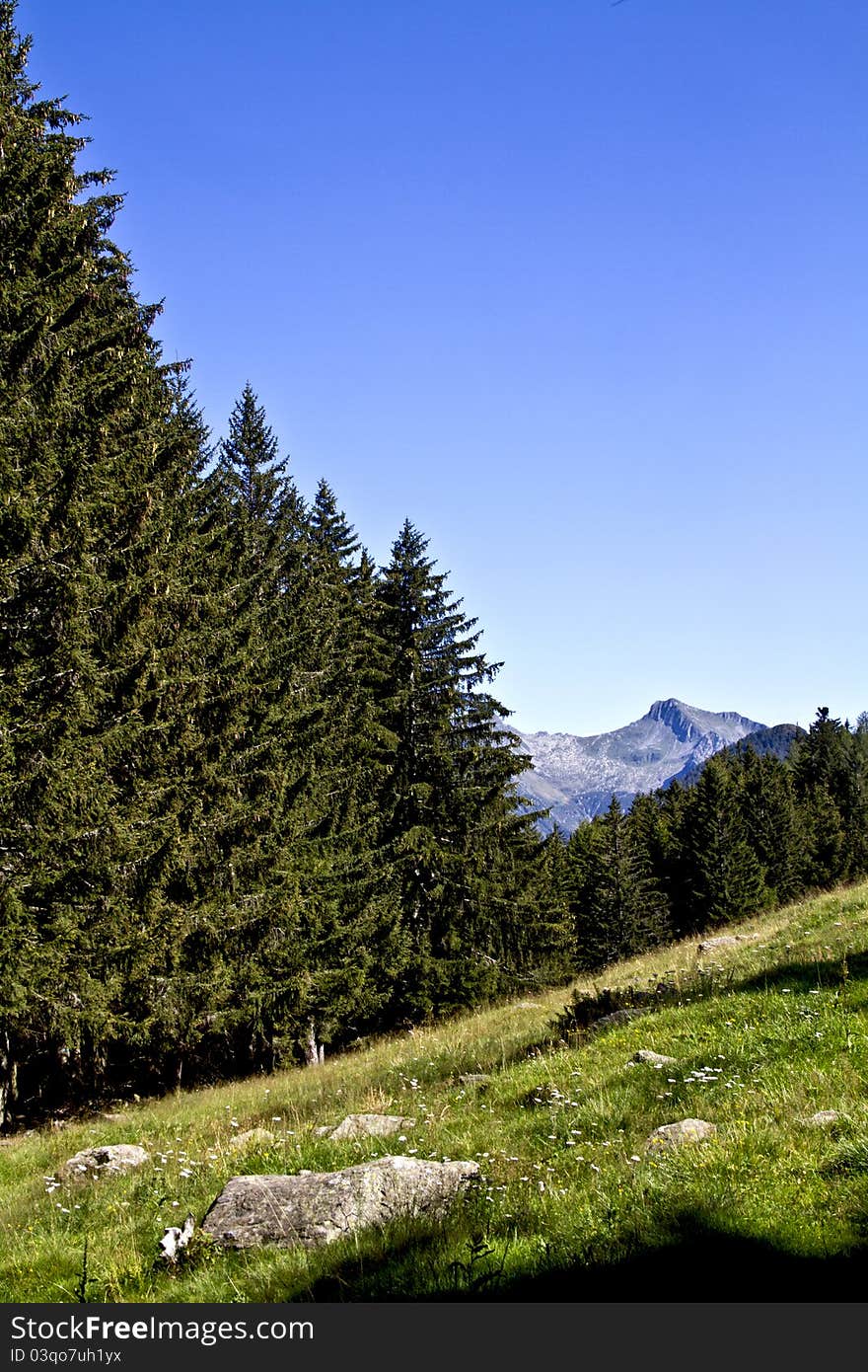 Trees in a meadow of mountain. Trees in a meadow of mountain