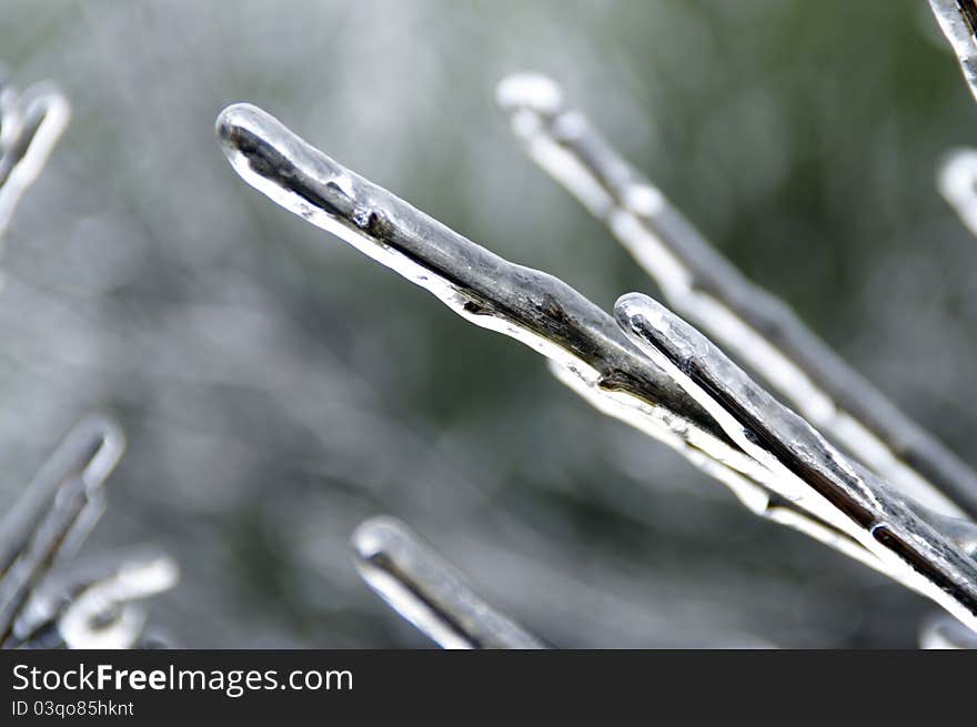 Branches covered in ice crystals