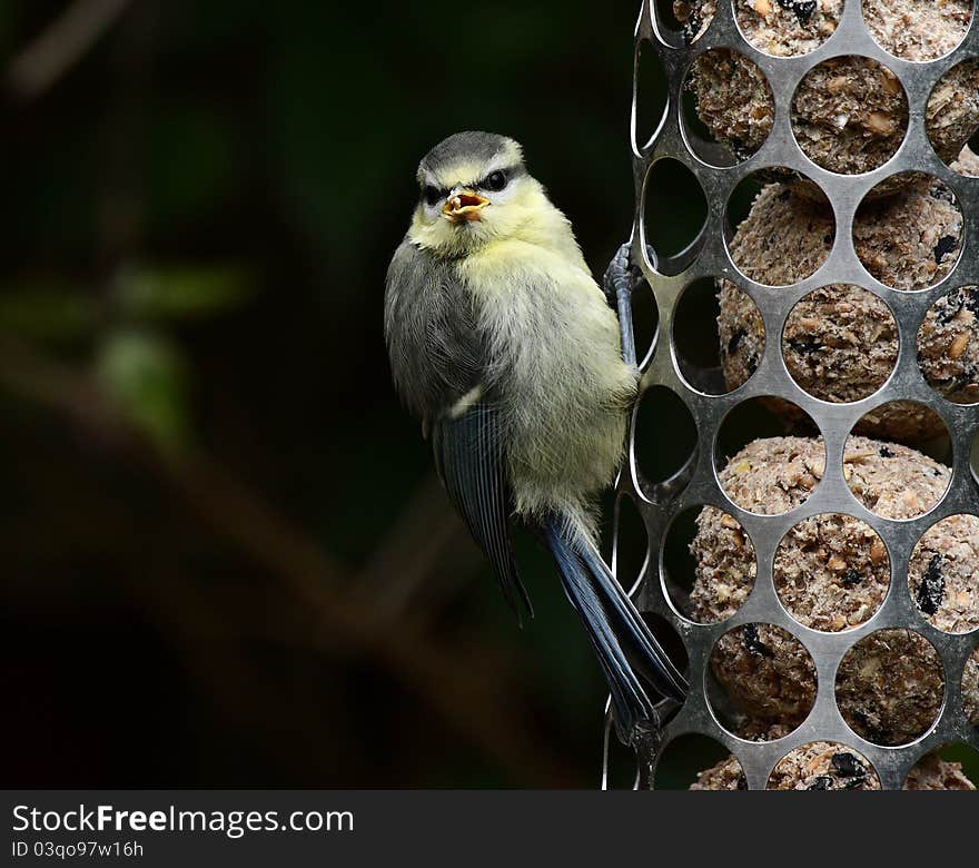 Blue tit on bird feeder