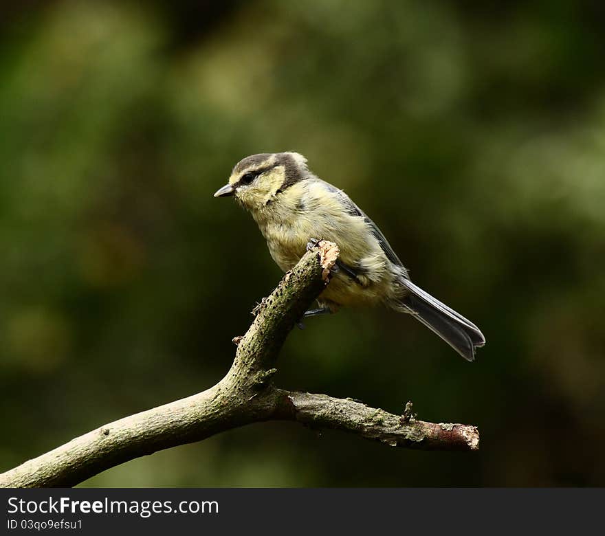 Blue tit sitting on a branch