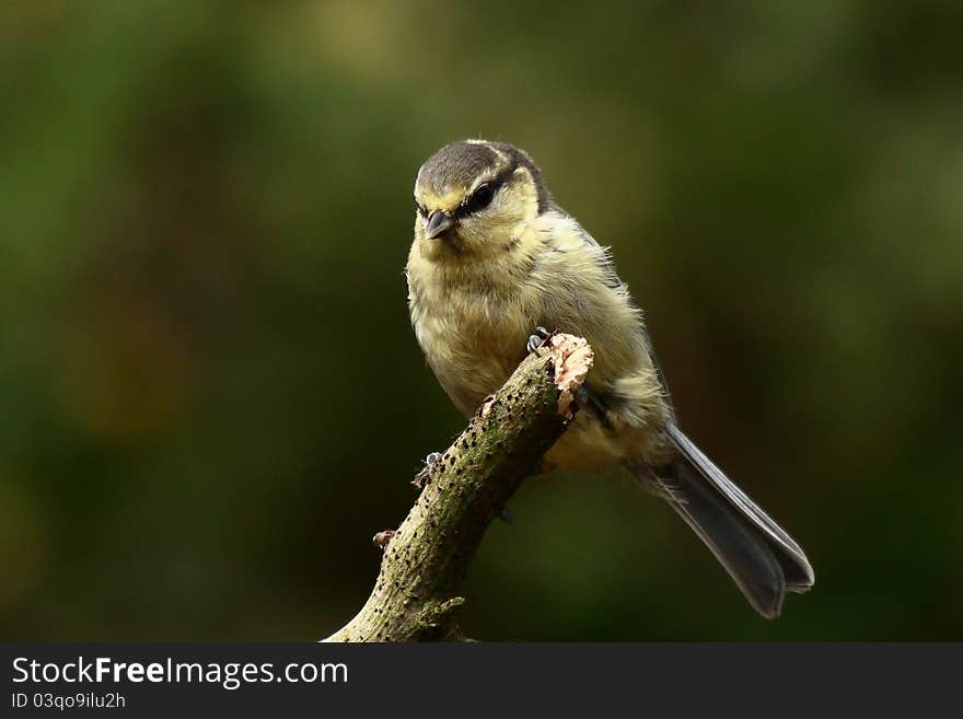 Blue tit sitting on a branch