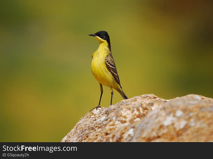 Yellow wagtail