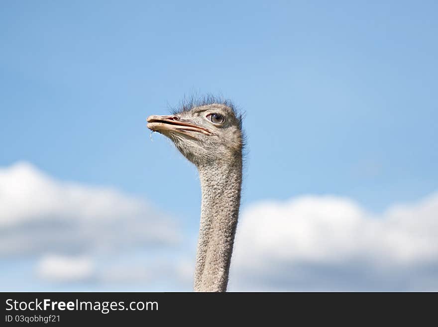 Ostrich Head