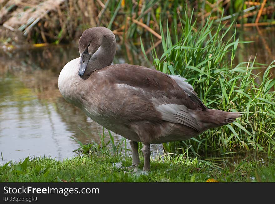 Cute cygnet preens on riverbank