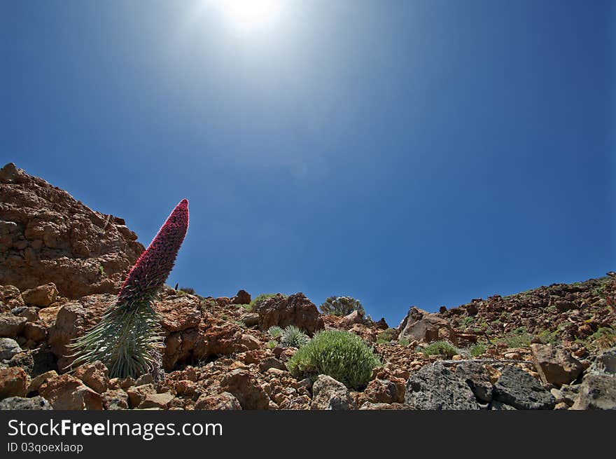 The Teide Bugloss