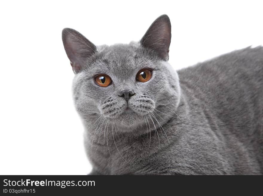 British blue cat