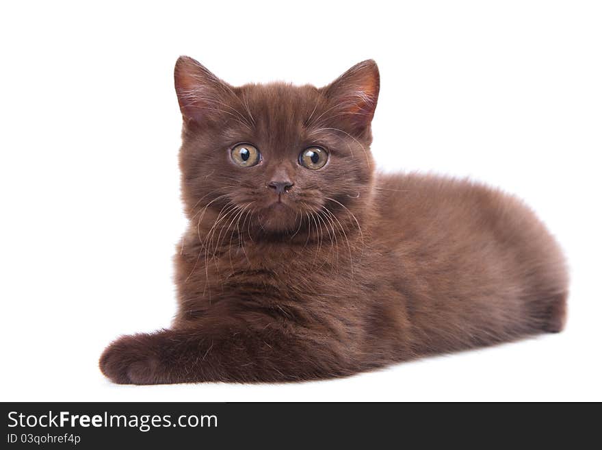 Studio portrait  of cute young chestnut British kitten  lying on isolated white background