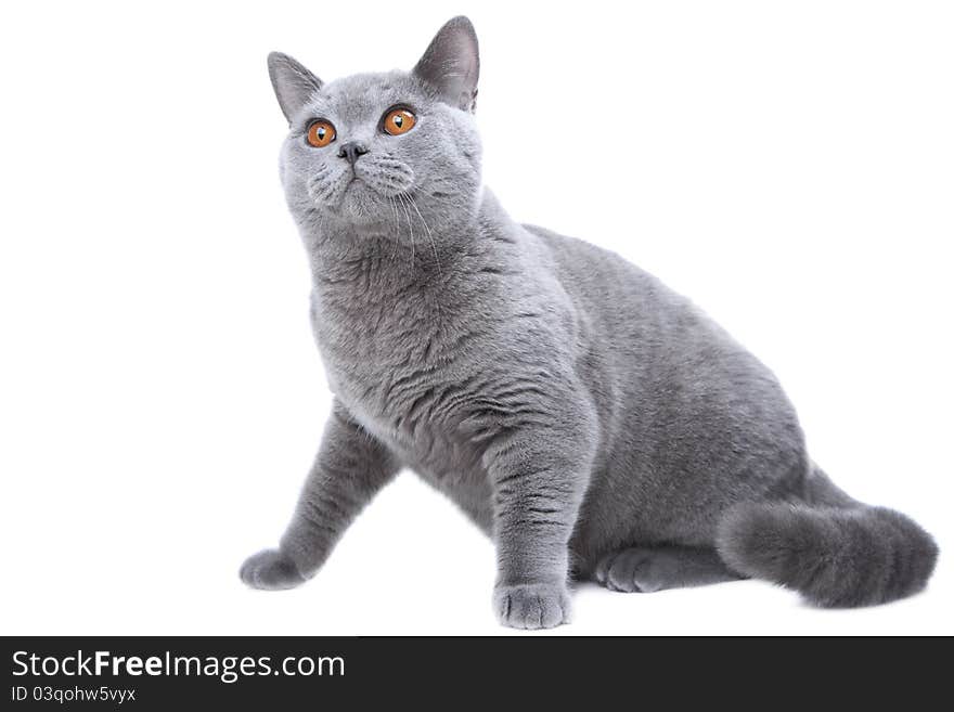 Studio portrait  of hunting beautiful young British blue cat sitting on isolated white background