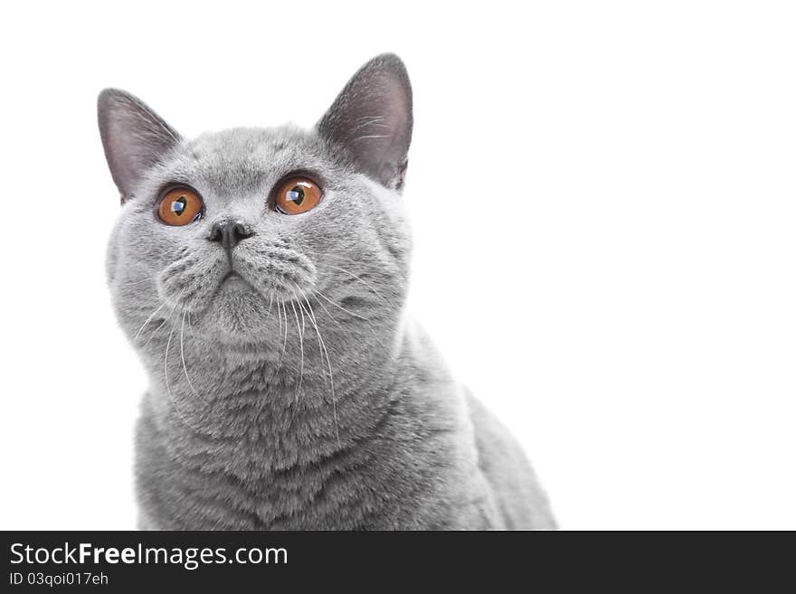 Close-up studio portrait of smiling beautiful young British blue cat on isolated white background