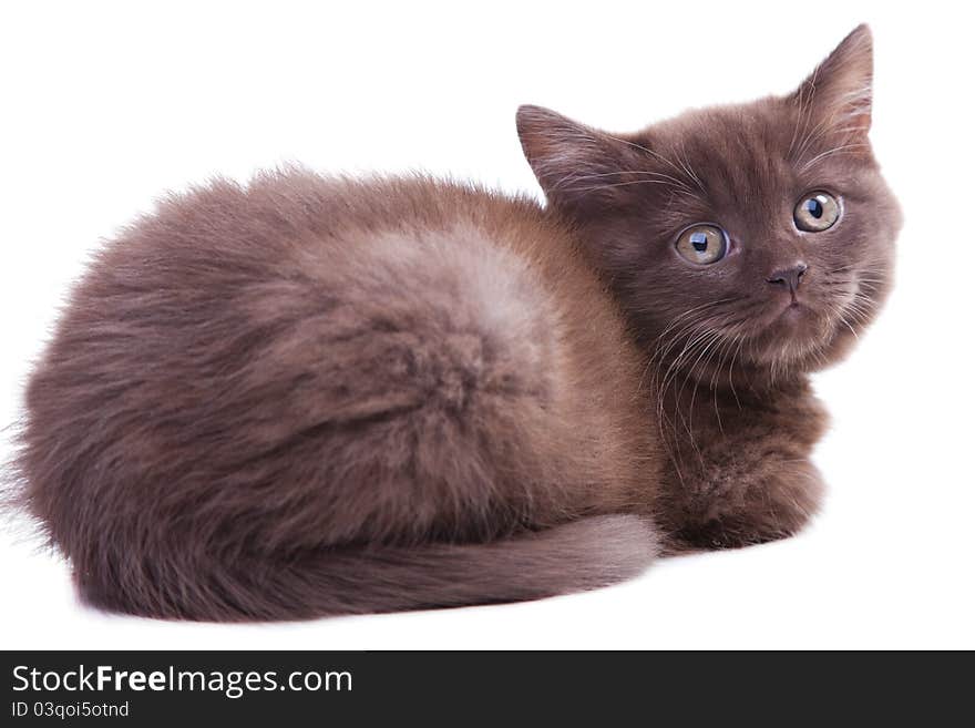 Studio portrait  of cute young chestnut British kitten  lying on isolated white background