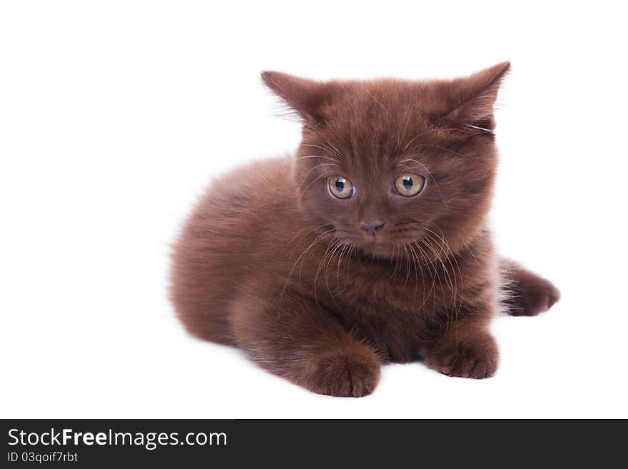 Studio portrait  of cute young chestnut British kitten  lying on isolated white background