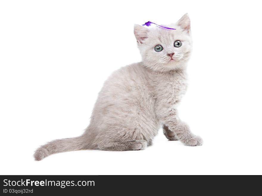 Studio portrait of playful young pale-yellow British kitten sitting on isolated white background with violet feather on head