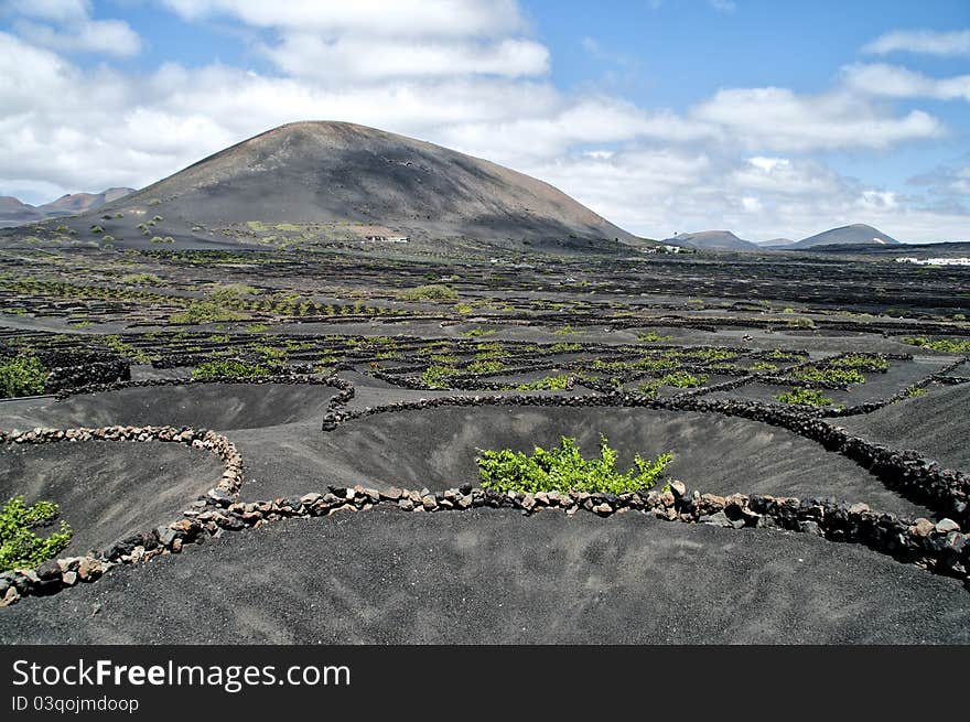 Vineyards in La Geria, Lanzarote, Spain.