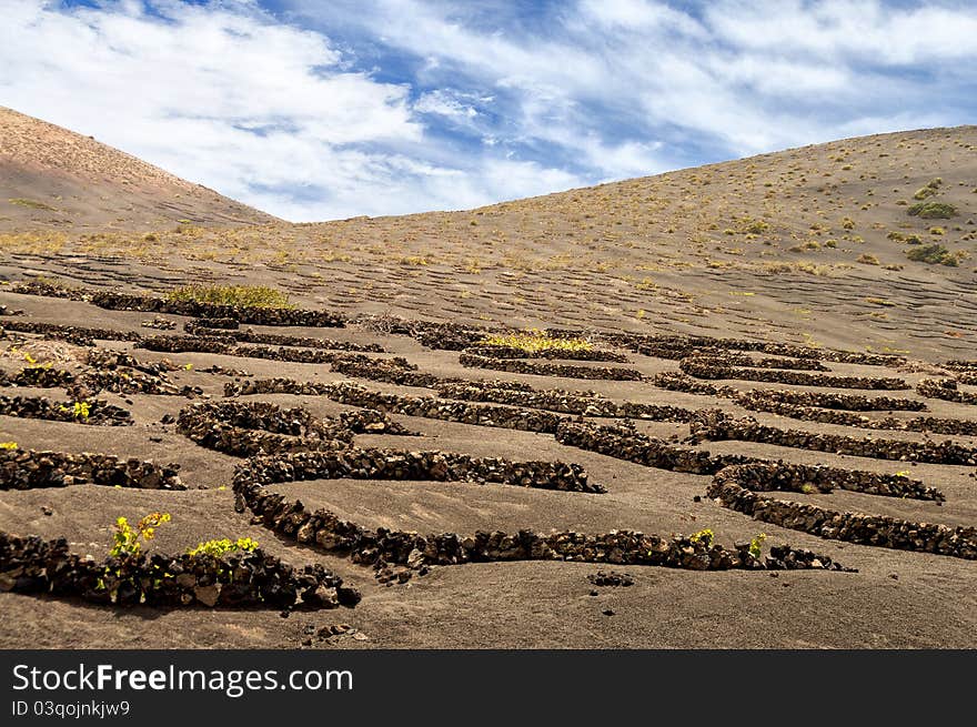 Vineyards in La Geria, Lanzarote, canary islands,Spain.