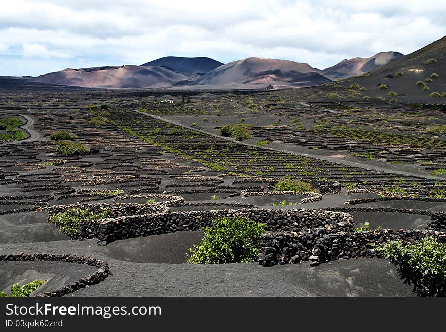 Vineyards in La Geria, Lanzarote