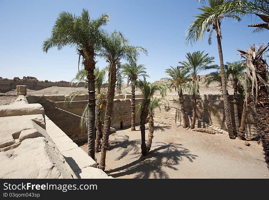 Palm trees growing in the site of a sacred lake at an ancient egyptian temple. Palm trees growing in the site of a sacred lake at an ancient egyptian temple