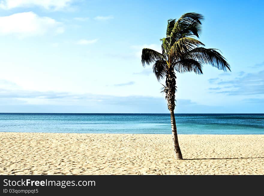 Perfect tropical white sand beach with palm trees