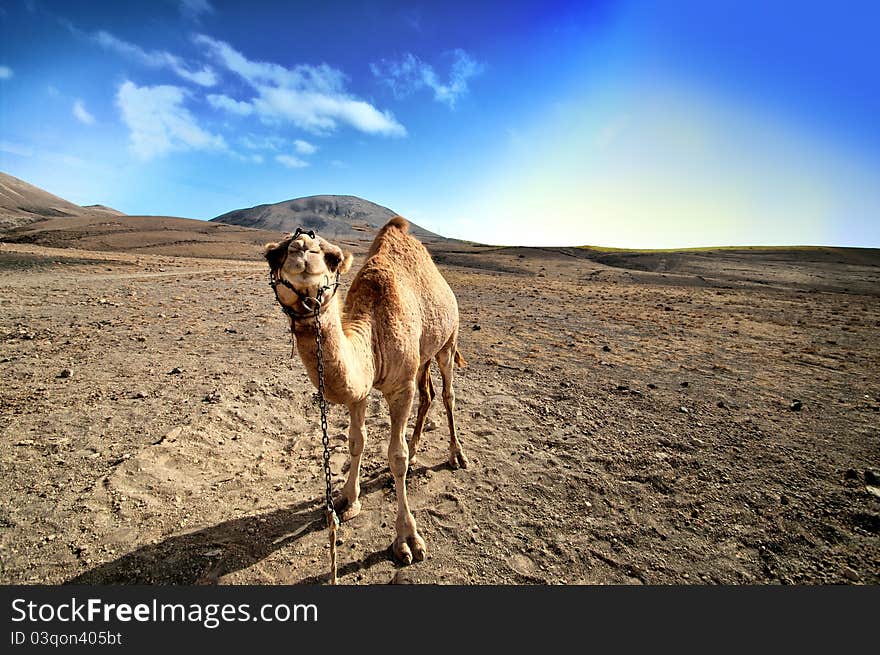 Beautiful camel in the Canarian island, Lanzarote