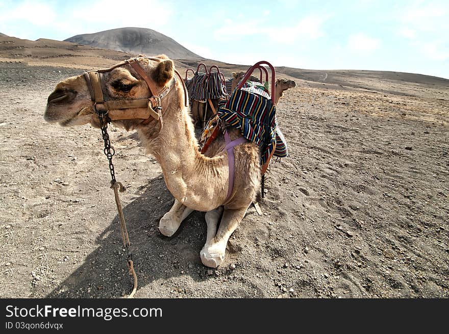 Camel in the Canarian island, Lanzarote