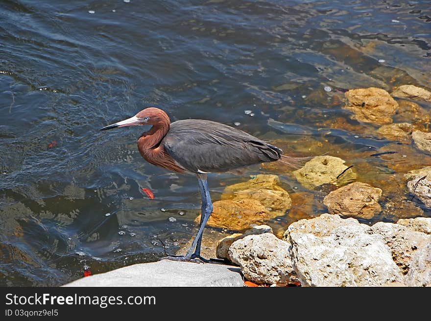 Reddish Egret