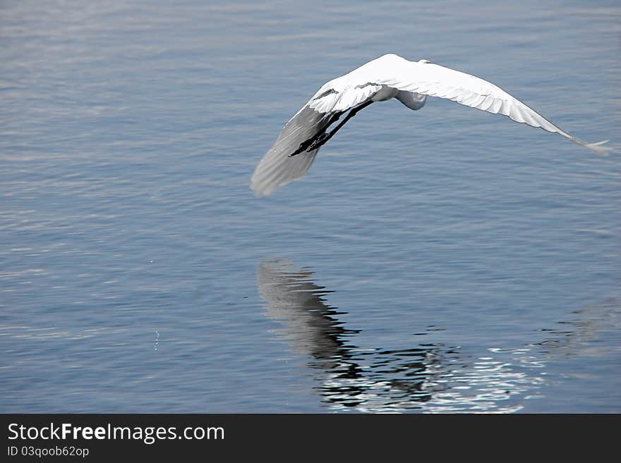 Great Egret