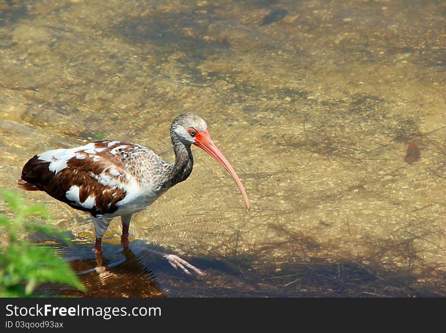 Juvenile Immature American White Ibis Ding Darling Wildlife Refuge Sanibel Florida