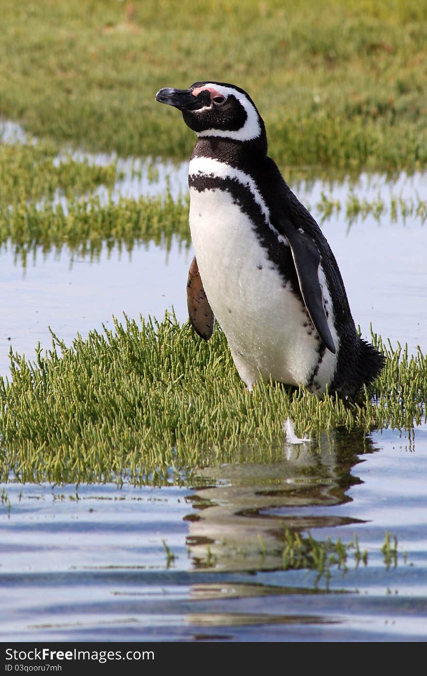 Magellanic Penguin