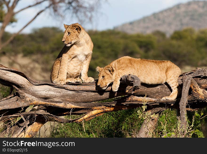 Two playful lion cubs on a fallen tree stump. Two playful lion cubs on a fallen tree stump