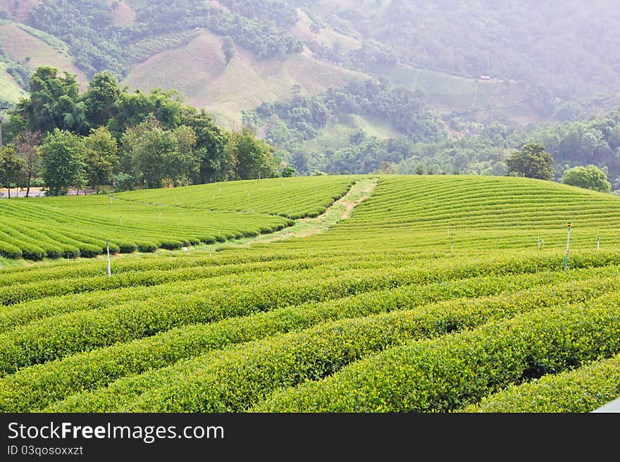 Green tea farm on mountain background