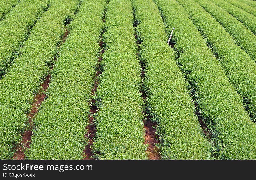 Green tea farm on mountain background