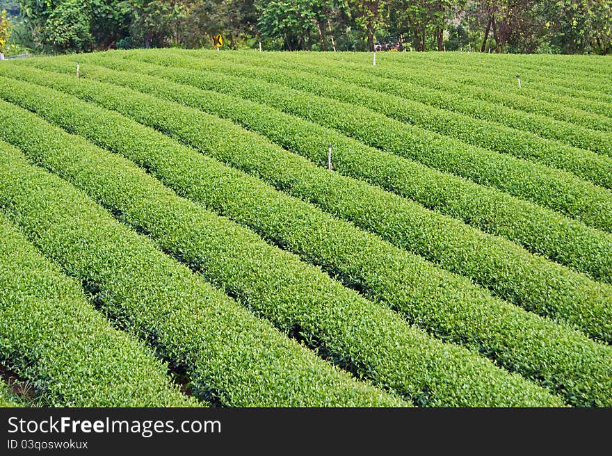 Green tea farm on mountain background