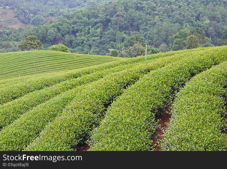 Green tea farm on mountain background