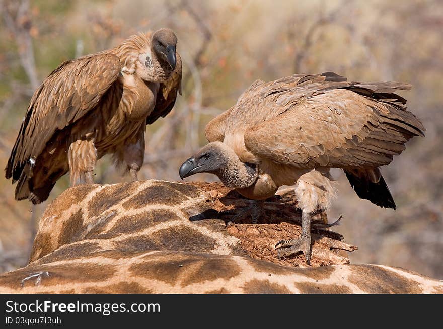 Two white-backed vultures sitting on top of a dead giraffe carcass in botswana. Two white-backed vultures sitting on top of a dead giraffe carcass in botswana