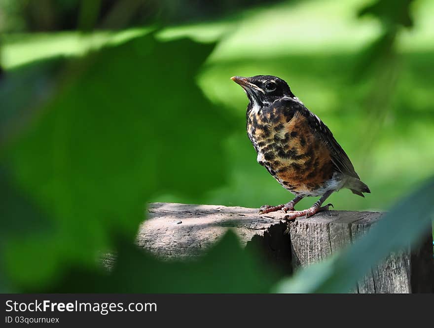 Young Robin