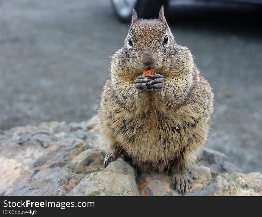 Squirrel eating a nut on parking lot