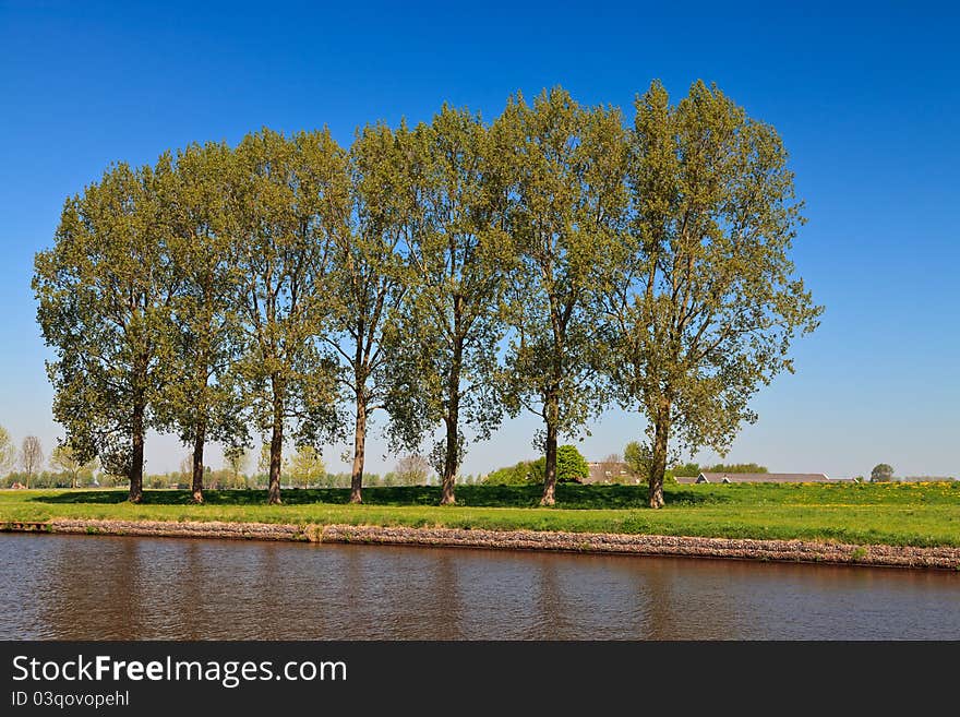 Row of trees near the canal in spring time