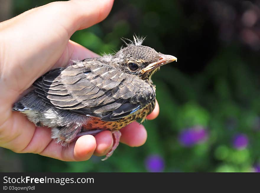 Young robin fallen from the nest and rescued by a human. Young robin fallen from the nest and rescued by a human