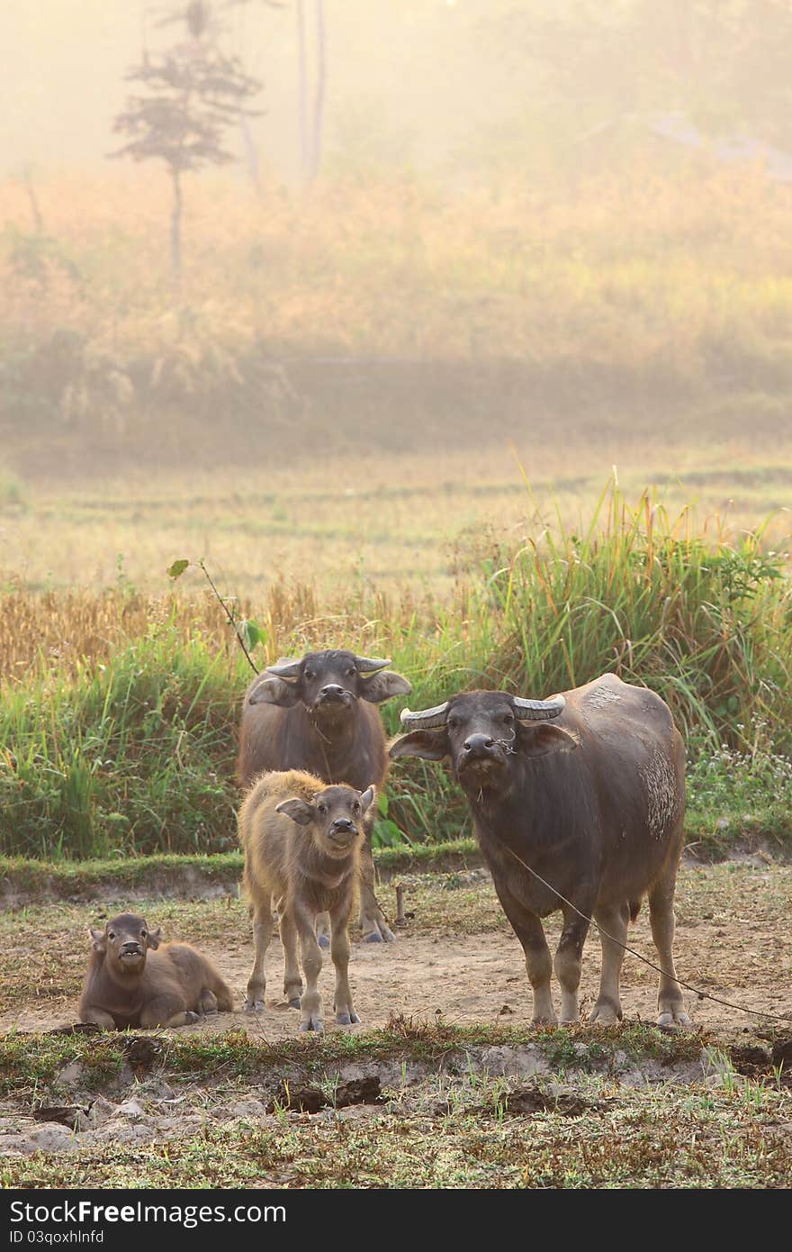 A herd of buffalos in dry field on morning